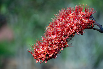 grevillea flower in the garden