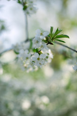 Flowering spring trees with a blurred background