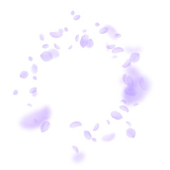 Violet flower petals falling down. Incredible roma