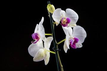 Fototapeta na wymiar Beautiful white and purple orchids.