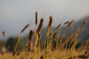 field of wheat