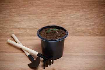 Young green plants grow in a pot for seedlings, tools for farming, on wooden background