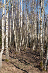 Birkenwald im Frühling