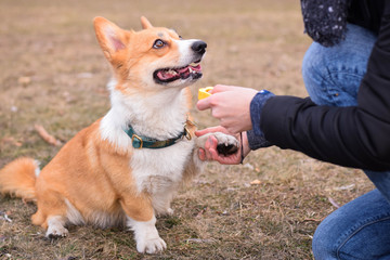 Welsh corgi pembroke dog giving a paw during positive clicker trainng