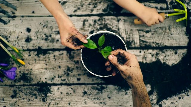Concept of gardening. Top view of hands of the family which planting flowers in pots. Happy spring time.