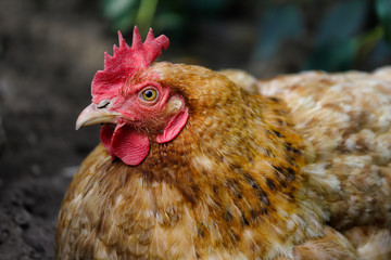 Portrait of domestic golden hen on the farm