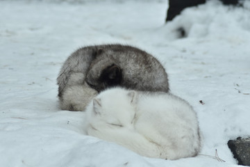 Fototapeta premium Artic Fox