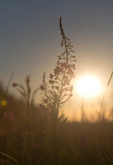 Ivan tea in the rays of the setting sun.  Russia.