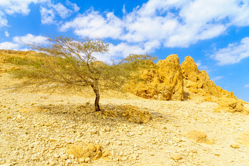 Landscape in the Ein Gedi Nature Reserve