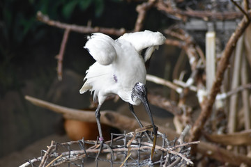 Sacred Ibis