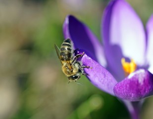 Eine Biene auf einem frühblühenden Krokus