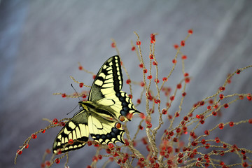 swallowtail butterfly, jewel of nature