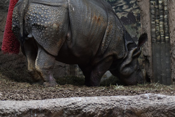 Fototapeta premium Indian Rhinoceros