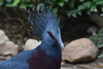 Victoria Crowned Pigeon