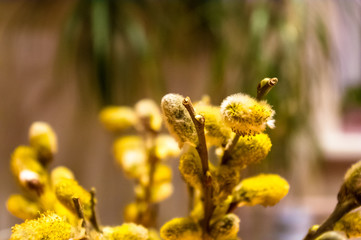 Beautiful early spring willow twigs with catkins