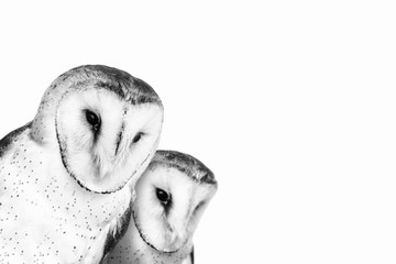 two curious owls with white background.
