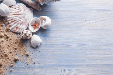 Sea shells on the background of sand. Summer beach.