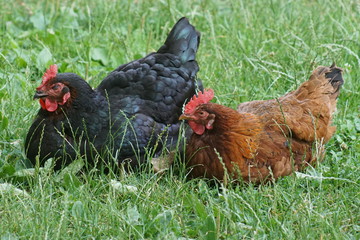 hahn, feigling, bird, tier, bauernhof, geflügel, hähnchen, rot, henne, geflügel, schnabel, ackerbau, kopf, feather, natur, feather, einheimisch, portrait, kamm, gras, weiß, bunt, green, auge, ackerbau