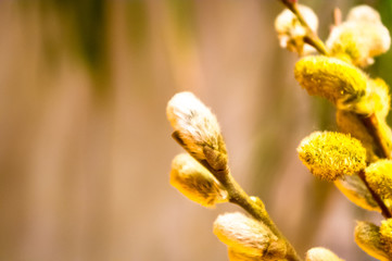Beautiful early spring willow twigs with catkins