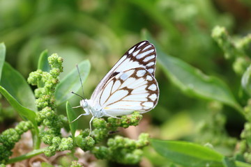 Close-up of butterfly on plant