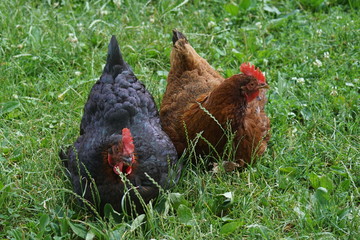 hahn, feigling, bird, tier, bauernhof, geflügel, hähnchen, rot, henne, geflügel, schnabel, ackerbau, kopf, feather, natur, feather, einheimisch, portrait, kamm, gras, weiß, bunt, green, auge, ackerbau