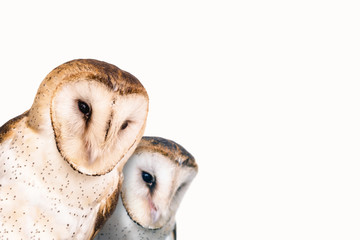 two curious owls with white background.