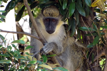 Monkey on the Tree in St. Kitts