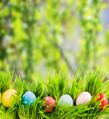  Easter eggs in Green Grass