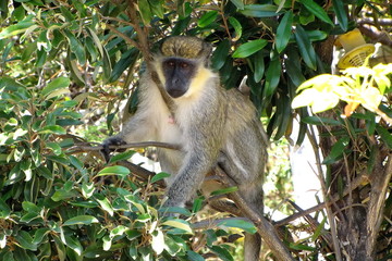 Monkey on the Tree in St. Kitts