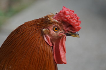 hahn, feigling, bird, tier, bauernhof, geflügel, hähnchen, rot, henne, geflügel, schnabel, ackerbau, kopf, feather, natur, feather, einheimisch, portrait, kamm, gras, weiß, bunt, green, auge, ackerbau