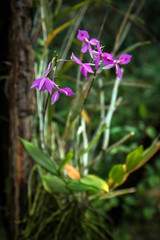 green plants in the rainforest