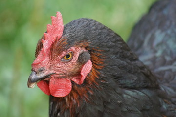 hahn, feigling, bird, tier, bauernhof, geflügel, hähnchen, rot, henne, geflügel, schnabel, ackerbau, kopf, feather, natur, feather, einheimisch, portrait, kamm, gras, weiß, bunt, green, auge, ackerbau
