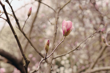 Amazing magnolia flowers in the spring season - 251218405