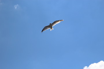 Fototapeta na wymiar Bird in the sky