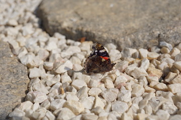 falter, insecta, natur, blume, sommer, rot, orange, flügel, makro, admiral, flügel, schönheit,...