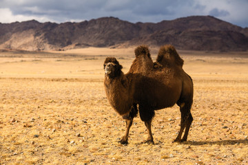 Camel in the steppe of Western Mongolia.