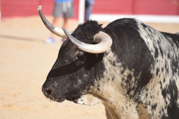 toro bravo