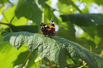 falter, insecta, natur, blume, sommer, rot, orange, flügel, makro, admiral, flügel, schönheit, schön, black, wild lebende tiere, tier, gelb, tier, weiß, motte, falter, vanessa, blume, green