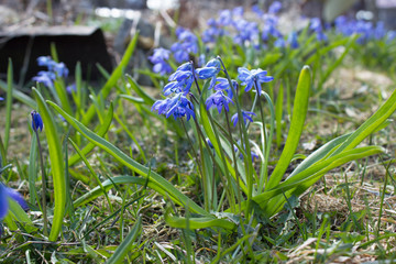 The first spring blue flowers, snowdrops, muscari grow in the garden on the green grass.