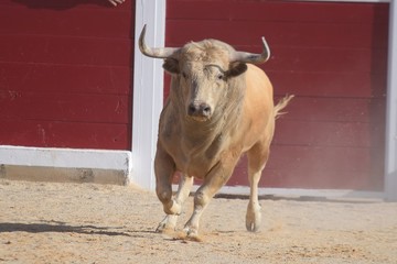 toro español