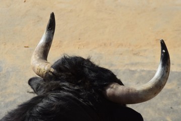 toro español
