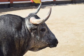 toro español