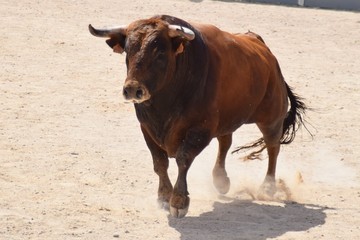 toro español