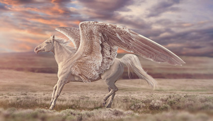 Rosy Sunset Pegasus (Full) - obrazy, fototapety, plakaty