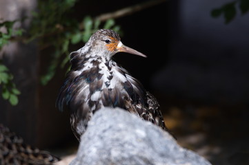 Kampfläufer