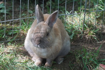 hase, tier, hase, hübsch, gras, feldhase, ostern, säugetier, fell, wild, braun, haustier, ohr,...