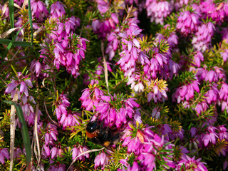 Flower macro in botanic garden nature