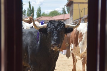 toro español