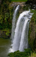 Fototapeta na wymiar Spectacular Whangarei Falls waterfall surrounded by lush green nature, Northland, New Zealand