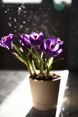 the first spring festive flowers